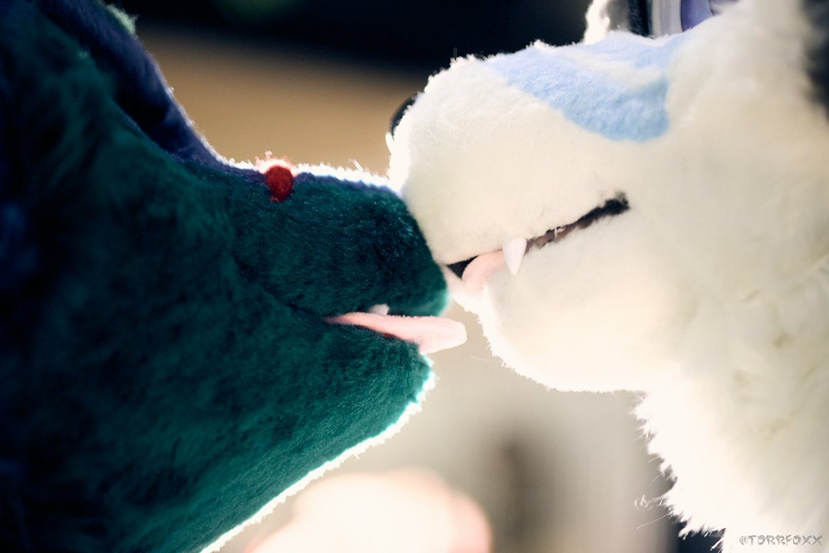 CTtheWolf's tweet image. 2-year anniversary with @Takoro_doge
Love U 💕
📸: @CangChung0307 , @TorrFoxx