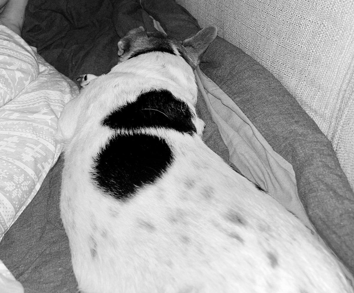 Mummy say it very rude to booty burp when me bumbum so close to her face.

Me don’t know when it going to do a burp so don’t know what her wants me to say or do 

Anyway me can’t smell anything bad *shrugs*

Nite friendses, loves yous 🐶💙
