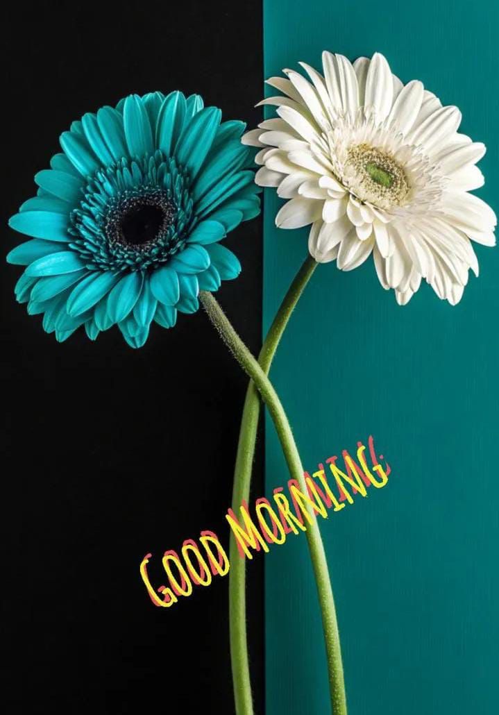 Good Morning Friends ♥️ Have a lovely day 🌹