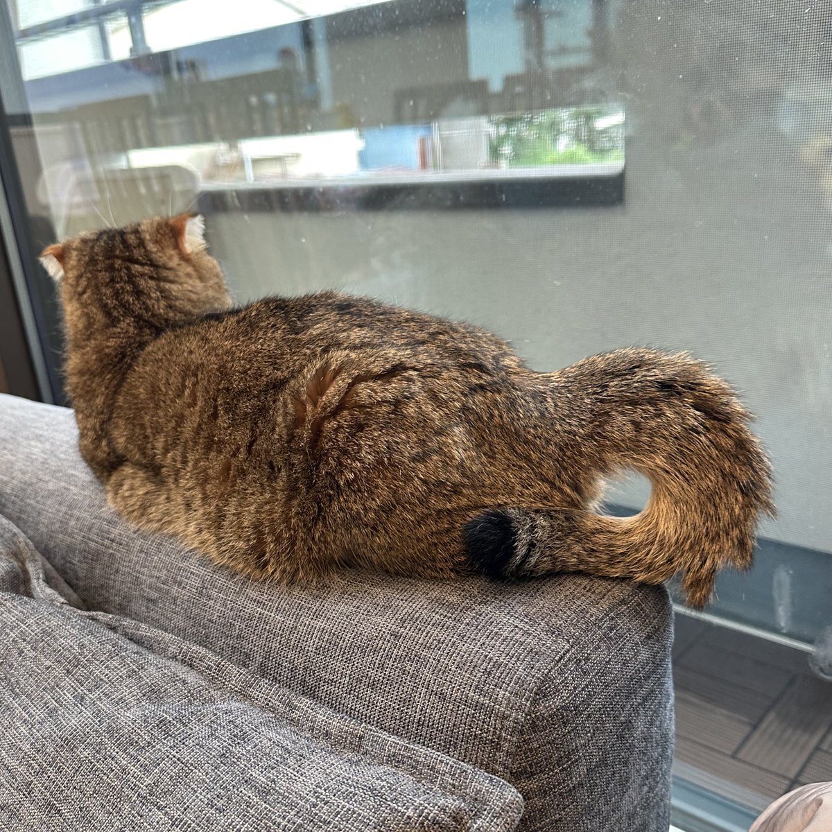 たぬ吉とあきぼう  @ponpokopontanu - Twitter Profile | TwStalker