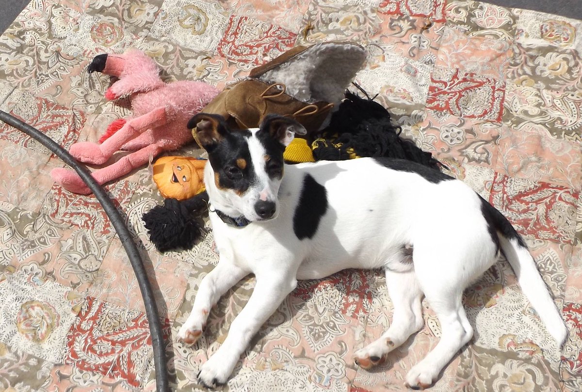 TankVaxxed's tweet image. Hamish passed away in my arms at 10 past 11 this morning, his little heart couldn’t take it anymore. I’m sitting here with his favourite blanket. Thank you everyone. You were the goodest boy