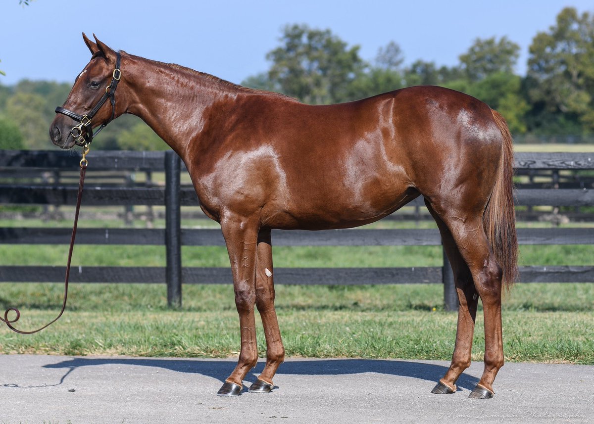 amylanigan1's tweet image. Congrats to the team at @BlueHeavenFarm, breeders of GLORY ME, the impressive debut winner @EllisParkRacing They knew how special she was last year before the @keeneland with @LanesEndFarms and asked that we get some extra photos of her. She certainly is off to a great start!