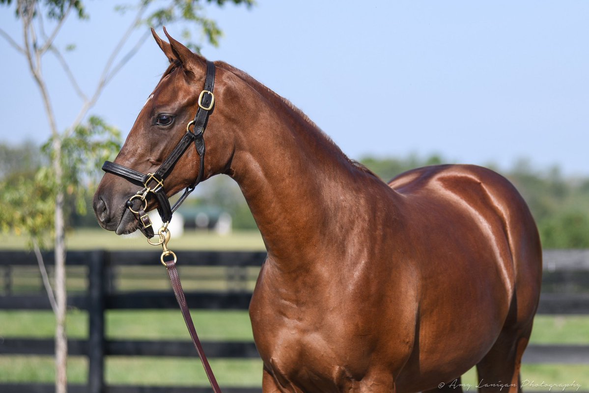 amylanigan1's tweet image. Congrats to the team at @BlueHeavenFarm, breeders of GLORY ME, the impressive debut winner @EllisParkRacing They knew how special she was last year before the @keeneland with @LanesEndFarms and asked that we get some extra photos of her. She certainly is off to a great start!