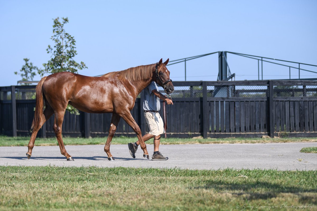 amylanigan1's tweet image. Congrats to the team at @BlueHeavenFarm, breeders of GLORY ME, the impressive debut winner @EllisParkRacing They knew how special she was last year before the @keeneland with @LanesEndFarms and asked that we get some extra photos of her. She certainly is off to a great start!