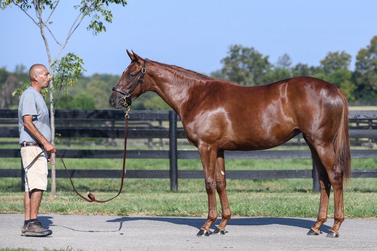 amylanigan1's tweet image. Congrats to the team at @BlueHeavenFarm, breeders of GLORY ME, the impressive debut winner @EllisParkRacing They knew how special she was last year before the @keeneland with @LanesEndFarms and asked that we get some extra photos of her. She certainly is off to a great start!