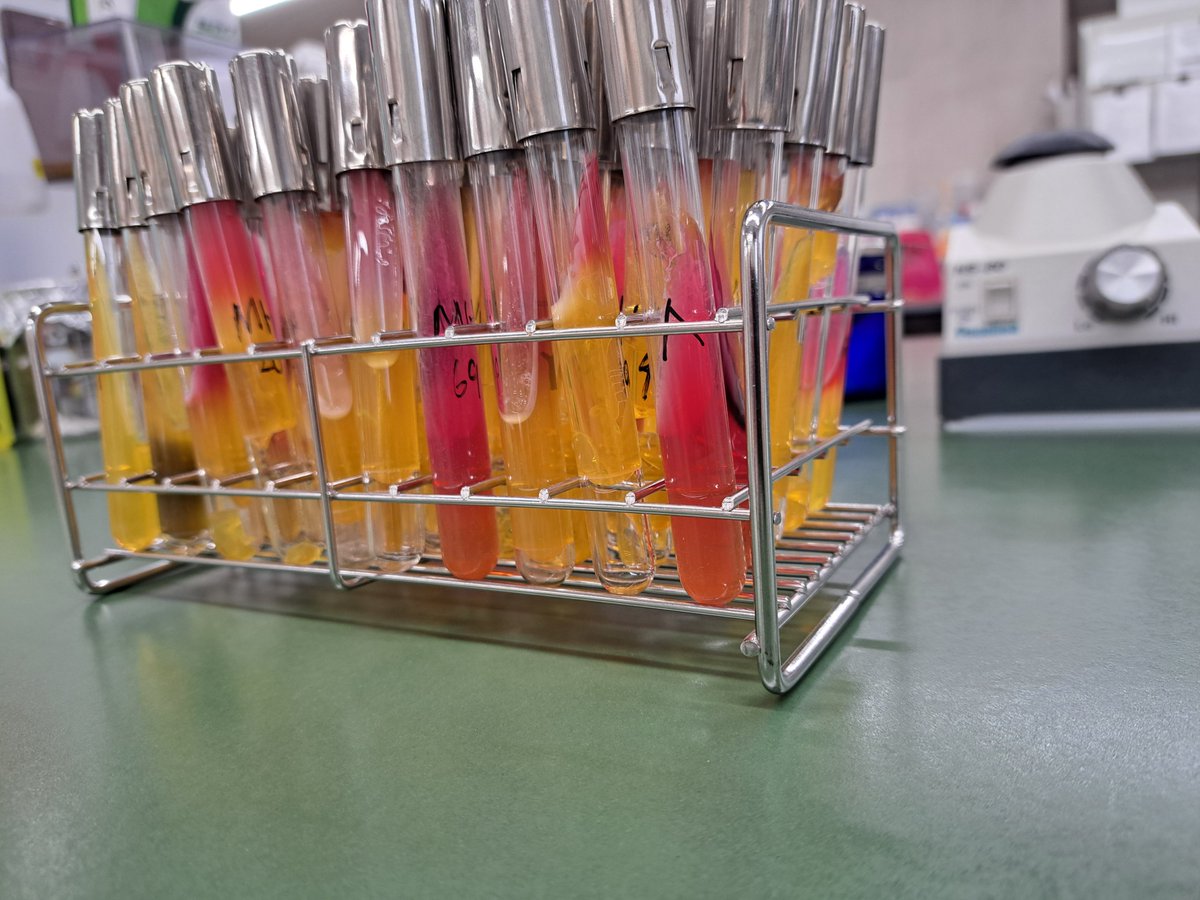 東邦大学看護学部【公式】 (@toho_nurspress) on Twitter photo 4年生卒業研究 #感染制御学
卒業研究生は、実験研究に使う培地を自分で調製します。各試薬を蒸留水で溶解後、加熱滅菌します。その後、試験管やシャーレに入れ、固めたら完成です。
この培地に細菌を接種し、培地成分との反応をもとに細菌の同定を行っています。
#東邦大学 #看護学部 #卒業研究 4年生卒業研究 #感染制御学
卒業研究生は、実験研究に使う培地を自分で調製します。各試薬を蒸留水で溶解後、加熱滅菌します。その後、試験管やシャーレに入れ、固めたら完成です。
この培地に細菌を接種し、培地成分との反応をもとに細菌の同定を行っています。
#東邦大学 #看護学部 #卒業研究