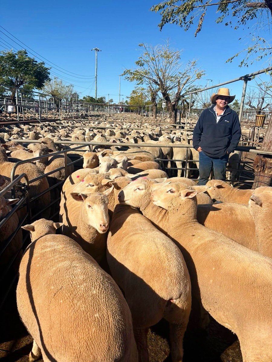 💥 Records smashed at Dubbo 💥

Tom Pollard set a new centre record yesterday, selling this standout pen of second cross Dorset lambs for $432.20/hd on behalf of Peter Braithwaite, Geurie NSW. 

Congratulations Tommy and well done to Peter on an outstanding result! 

#DeltaAg