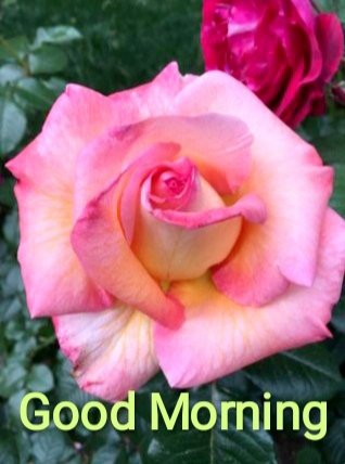 Karthika_s1's tweet image. എല്ലാവർക്കും,
പുതുമയും, സന്തോഷവുമുളള ദിനം ആശംസിക്കുന്നു...
🌺🌺💚🌺🌺💚🌺🌺💚🌺🌺💚🌺🌺
Wishing you all a Fresh and Felicitious day 💓