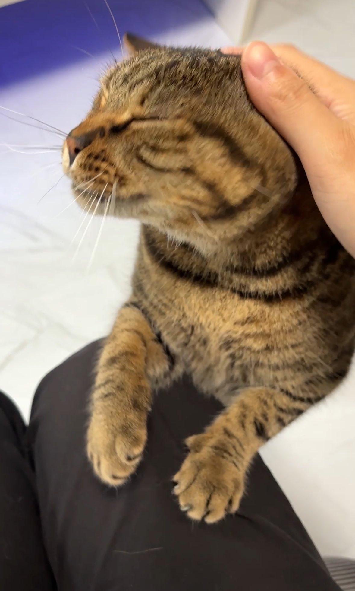 ねこちあ on X: 
