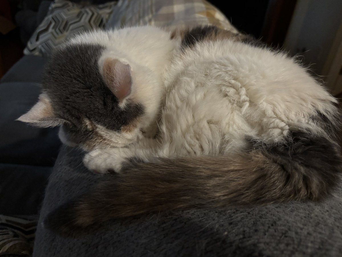 drwxcat tweet picture