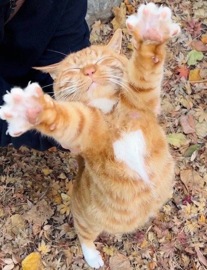 Hey sorry to ask this again but could you please drop some animal pictures in the replies?