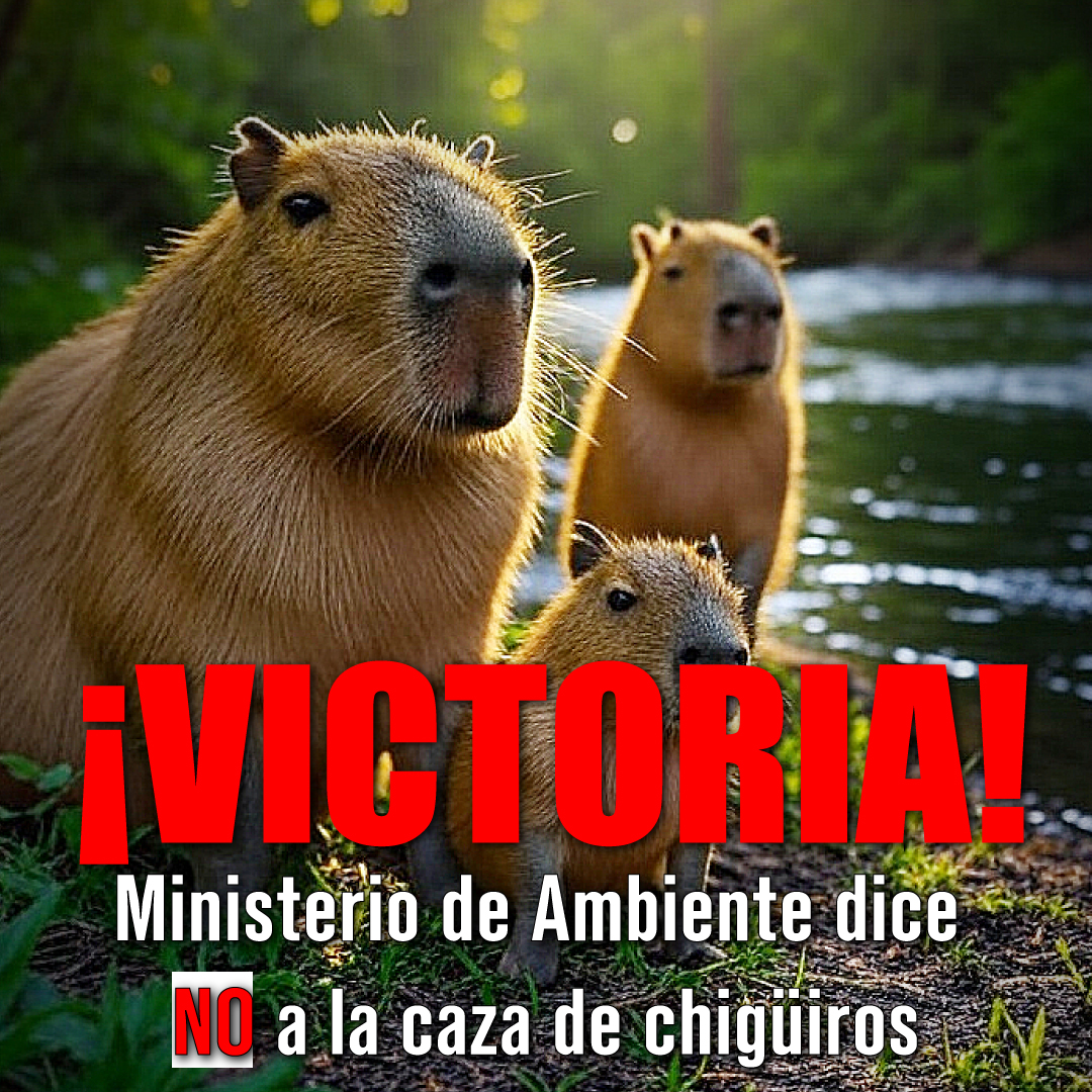 Plataforma ALTO (@plataformaalto) on Twitter photo ¡BUENAS NOTICIAS! El <a href="/MinAmbienteCo/">MinAmbiente Colombia</a> acaba de anunciar que descarta la caza comercial de chigüiros (capibaras) en Colombia por ser "inviable" 💚
Enorme victoria de la ciudadanía en defensa de nuestra fauna silvestre. Se suspende la manifestación programada para este 16 de julio. ¡BUENAS NOTICIAS! El <a href="/MinAmbienteCo/">MinAmbiente Colombia</a> acaba de anunciar que descarta la caza comercial de chigüiros (capibaras) en Colombia por ser "inviable" 💚
Enorme victoria de la ciudadanía en defensa de nuestra fauna silvestre. Se suspende la manifestación programada para este 16 de julio.