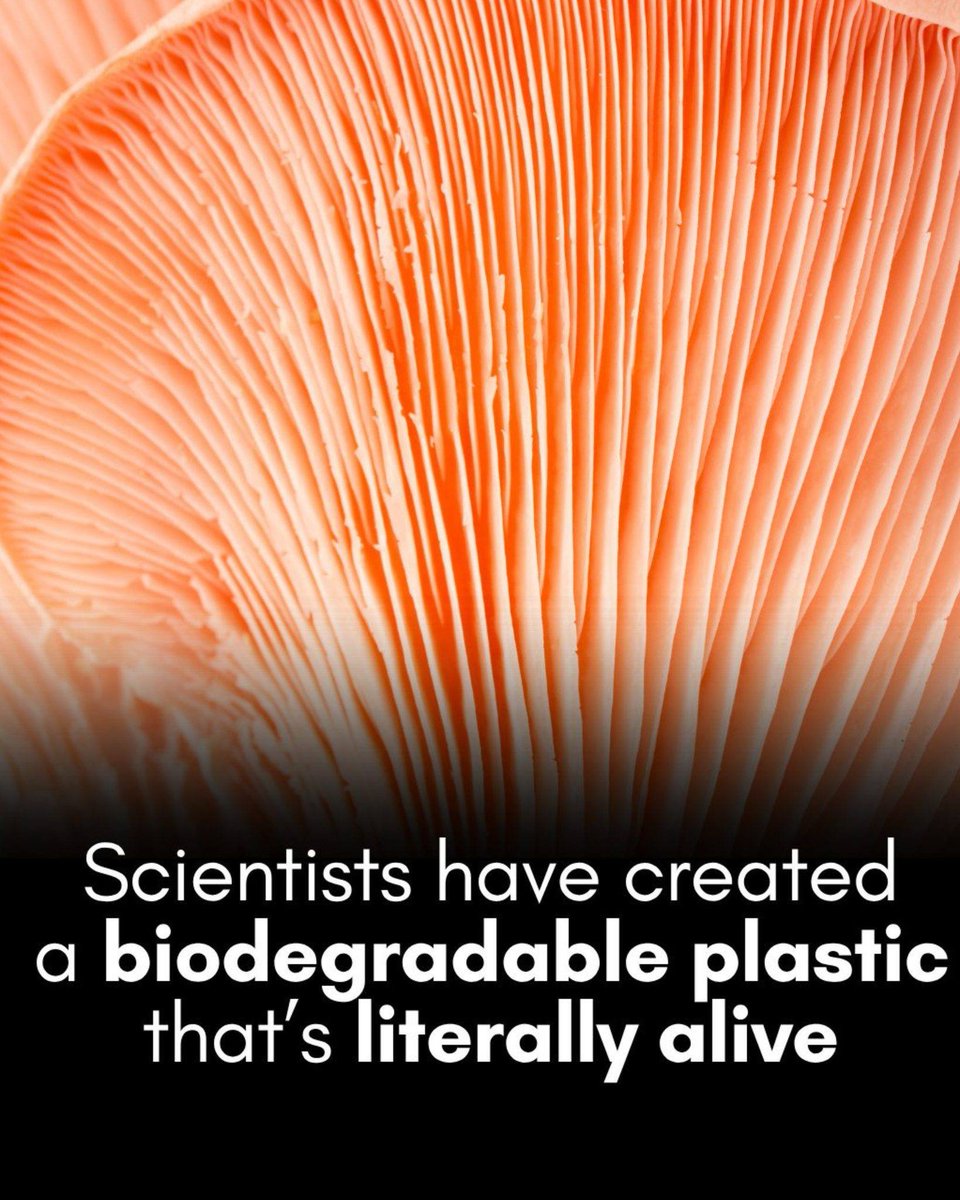 CyberpunkTTRPG's tweet image. Bio Degradable Plastic #Biodegradable #Fungi #SchizophyllumCommune #Cyberpunk #TTRPG #RPG