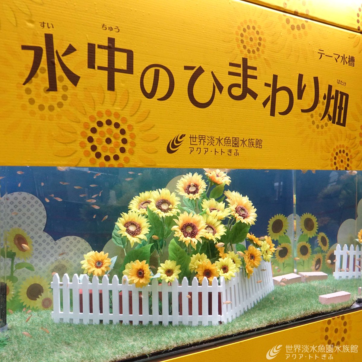 aquatotto's tweet image. 夏のひまわり畑をテーマにした水槽が登場しました!
まるでひまわりのような色のゴールドやオレンジの魚たちが水槽内を泳ぎます。
水中のひまわり畑をぜひご覧ください!【広報】
aquatotto.com/event/schedule…