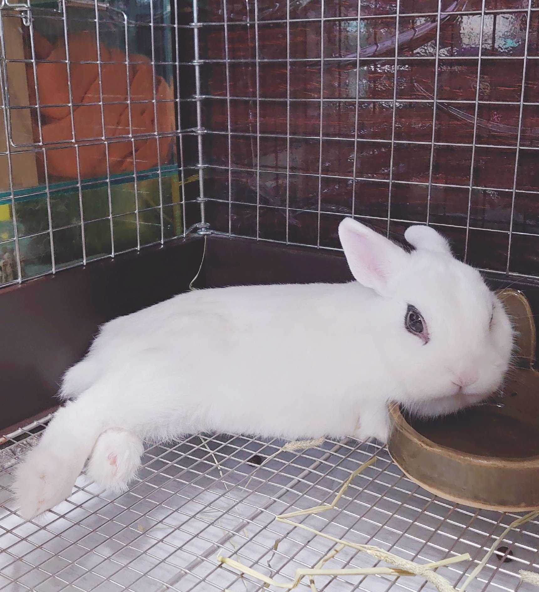 プロフ読んで下さい。うさぎ ☆BANNNE 170☆ BuNNY TRAP/ﾎﾞｰﾏｽ60 D21.22⋆ᙏ *✨️ on X: 