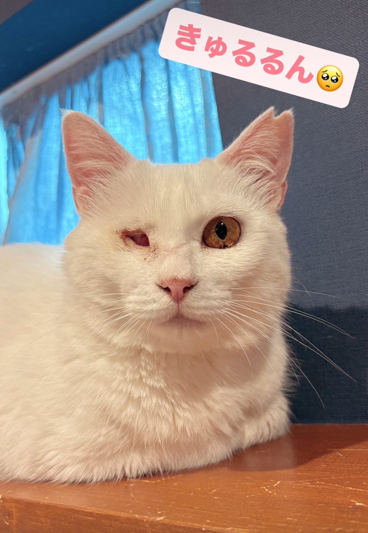 あおねこページ 譲渡型保護猫Cafe あおねこ(新潟県田上町) on X: 