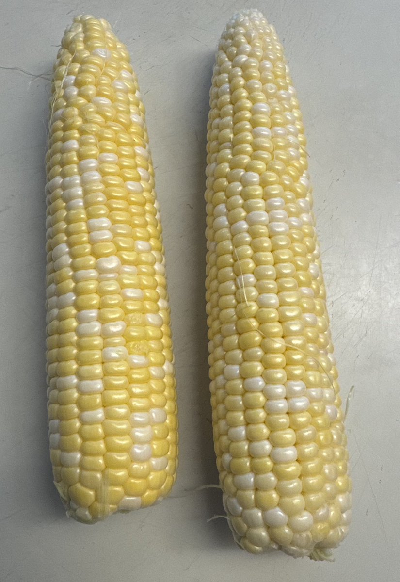 drrogera's tweet image. First ears of corn 🌽 a new strain for me. So I was not sure what to expect👍🏻