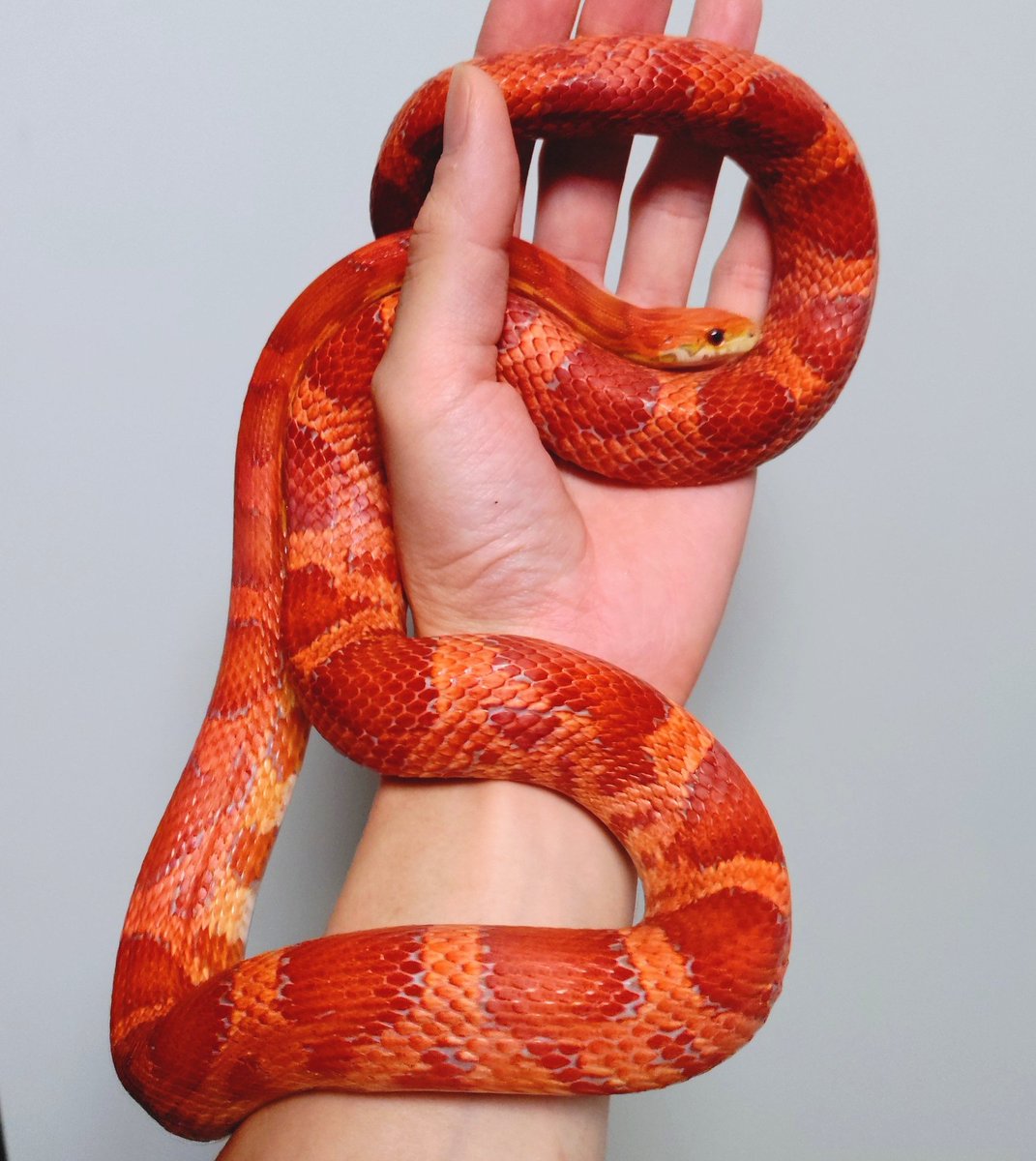 wanted_to_pet's tweet image. 今朝のメンテはリィン🐍
💩の上で寝てたので温浴♨
#コーンスネーク
ラヴァサンキッス