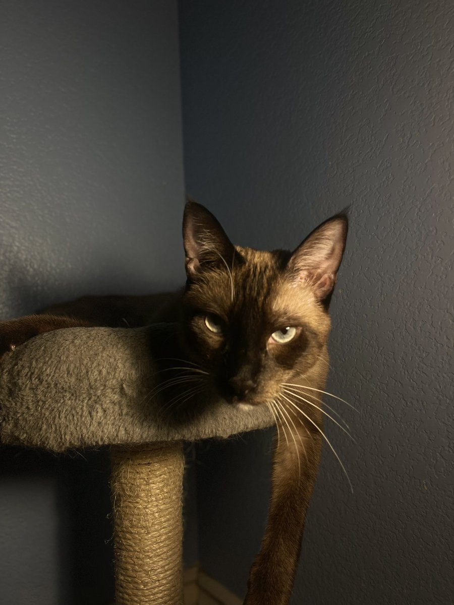 jazetama's tweet photo. Handsome ass cat https://t.co/p1E4GxIeJP
