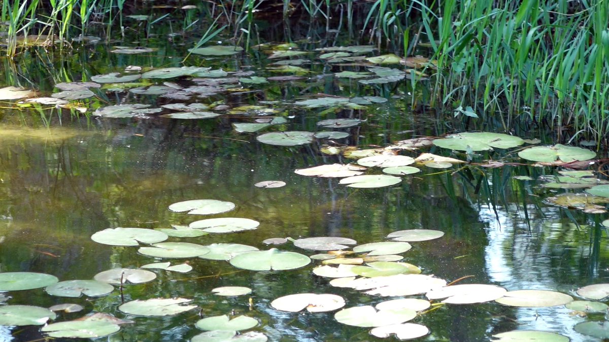 Shallow lily pads can be good fish holding habitat during the summer. They provide shade, and an ambush point for bass to target bait. 

#Fishing #BassFishing #Lake #Baits #Lures #Outdoors
