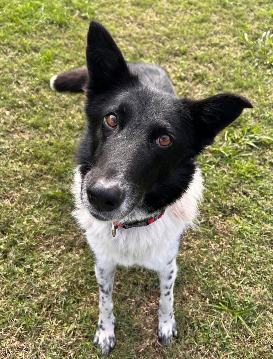 #Kenya🐕🩷 Her story is like that of many others: she lived on the streets, in the rain, and in danger. But one day her luck changed, and we rescued her. Now she's looking for a family who will love and care for her for life! Send us a DM and we'll send you the adoption form📩