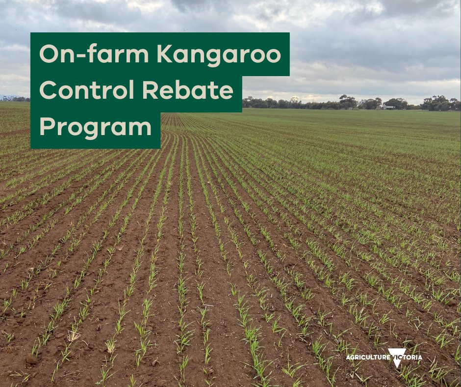 VicGovAg's tweet image. Farmers who have livestock competing with kangaroos for fodder can apply for the On-Farm Kangaroo Control Rebate now.
Farmers can access up to 3 rebates of $450 each (ex-GST) with a 25% co-contribution.
Rebates are to be used to engage professional harvesters (authorised by…