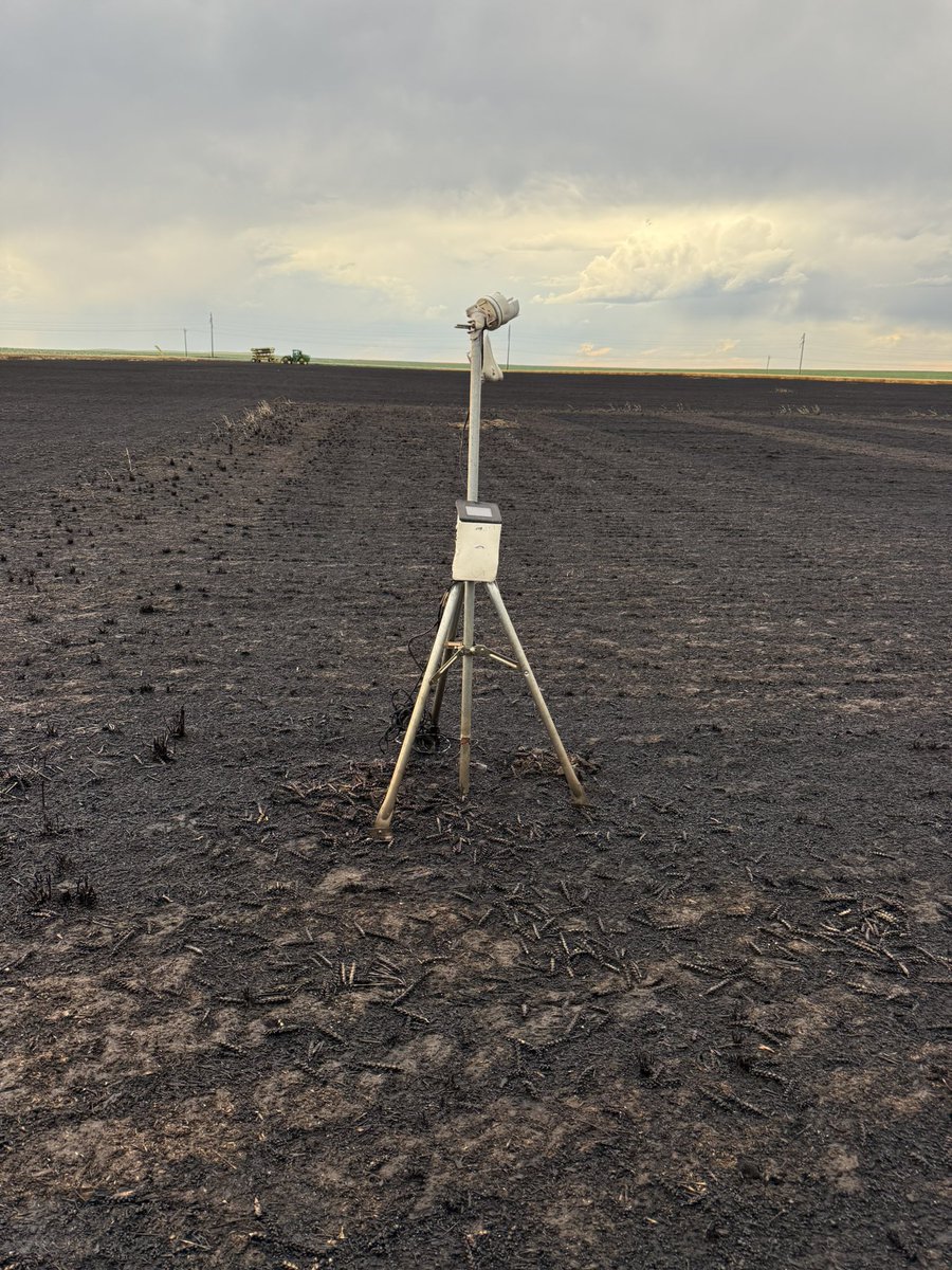 SDSU Winter Wheat Breeding tweet media