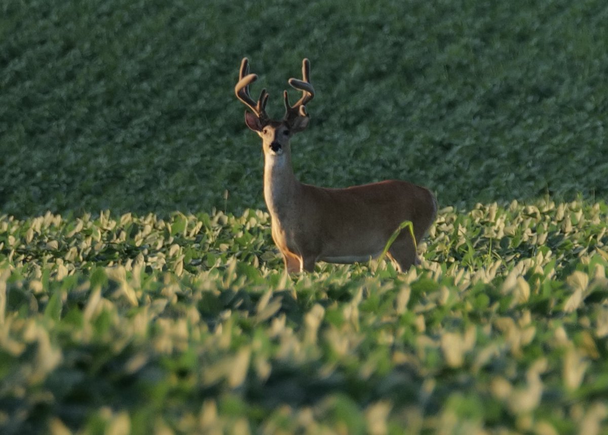Had an onlooker while I was taking pictures tonight.