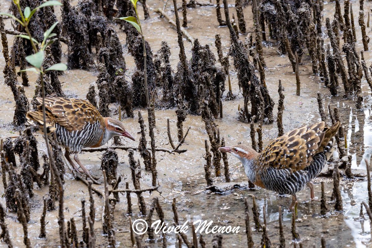 vivek4wild's tweet image. The Buff-banded Rail is adaptive and is found in mangroves, coast & even urban garbage dumps in Brisbane. Still the bird went extinct on the main islands of Fiji and is declining rapidly in New Zealand due to introduced rodents. Shows how invasives threaten even common species.