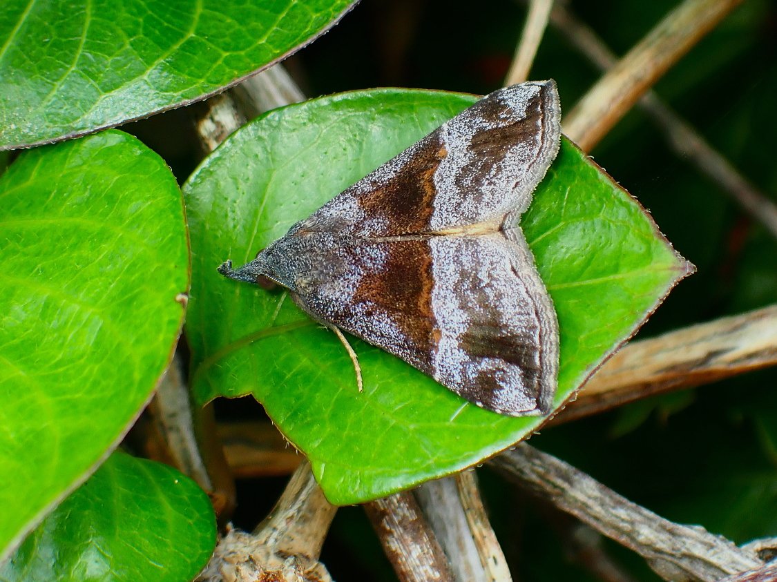 yohbo's tweet image. クロキシタアツバ
Hypena amica (Butler, 1878) 
20.Ⅵ.2025　対馬市厳原町　#対馬の昆虫