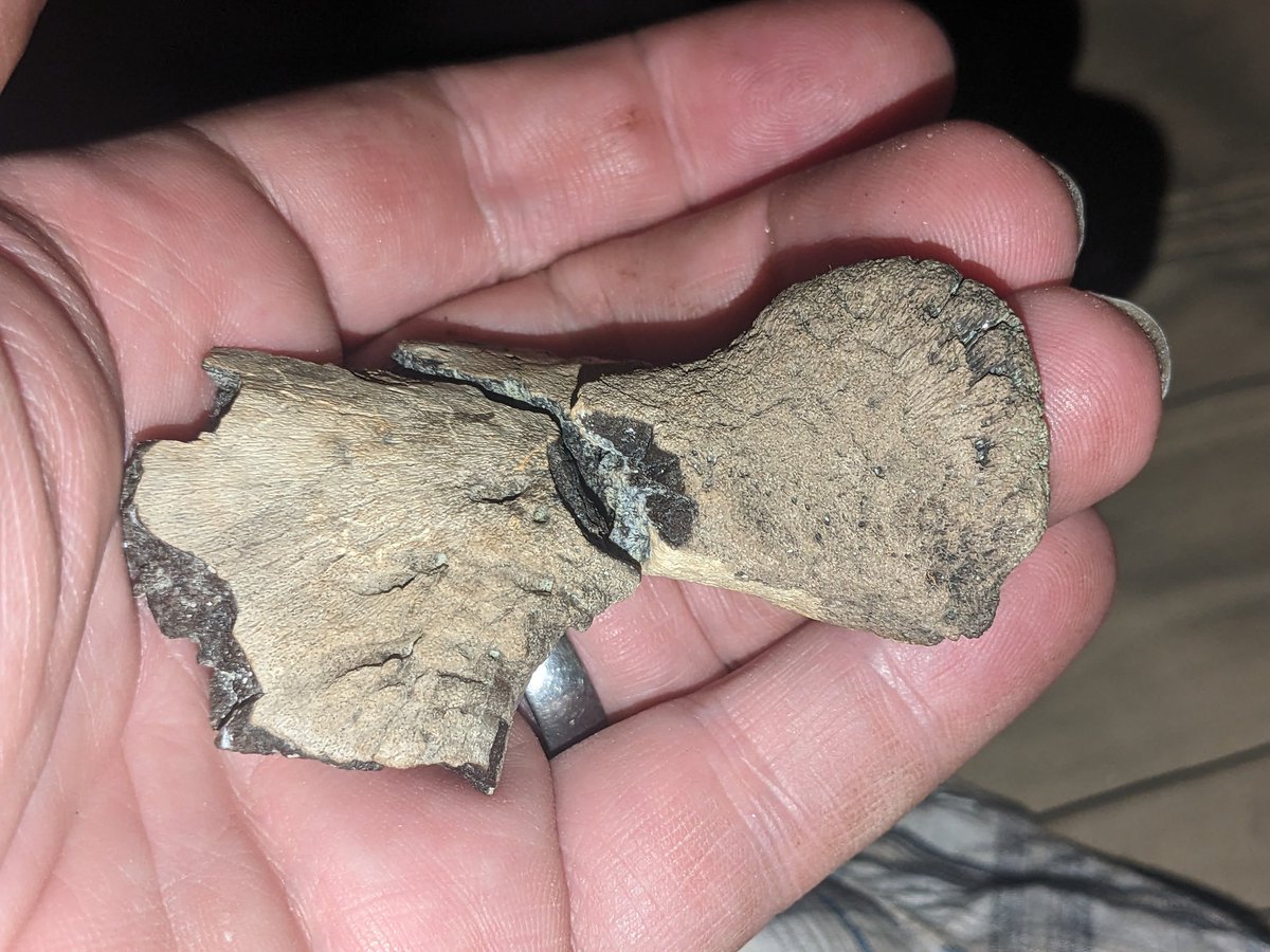 BABY HORN: Yesterday crew mbr Chalfant found this awesome little brow horn from a Centrosaurine, probably C. brinkmani. So cute! Judith River Fm, MT. From US public lands admin. by the bur. of reclamation. #fossilfriday #dinosaurs