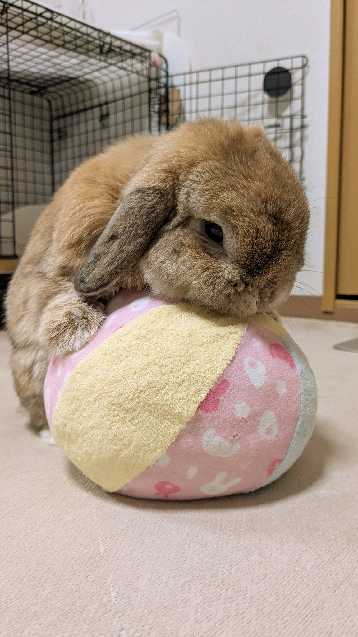 ヒロヤマ(けんた🐰) on X: 