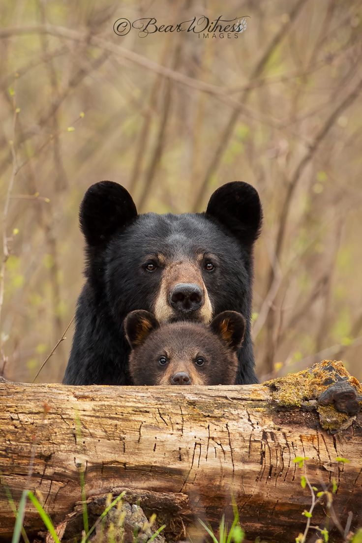 vivaneil (@vivaneil1234) on Twitter photo 