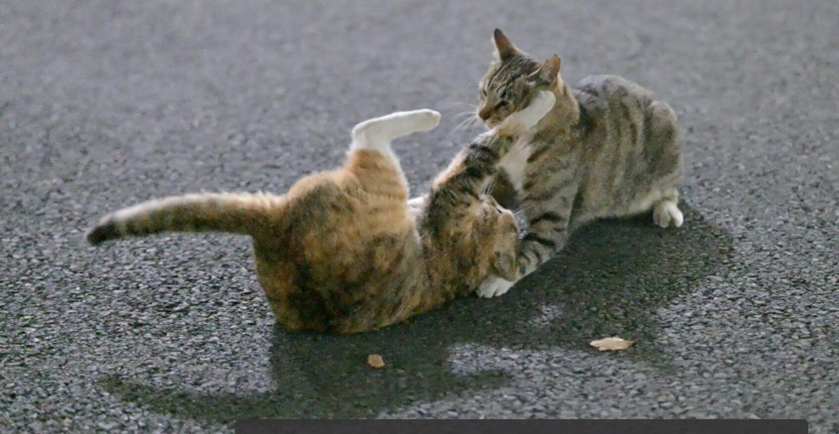 道で二匹の猫がちょっとケンカしてたの。小さな体でぴょんぴょんしてて、まるで静かなドラマを見てるみたい。ちょっと激しかったけど、なんだか可愛くて、最後は二匹で仲良く走っていっちゃった。そんな風景に思わずほっこりしちゃったよ😊