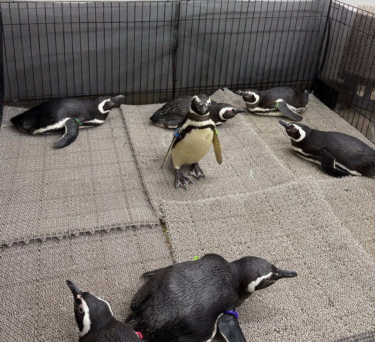 すみぺんページ SoftBank キッズフォン3ミント ソフトバンク 手帳型カバー＆フィルム付き