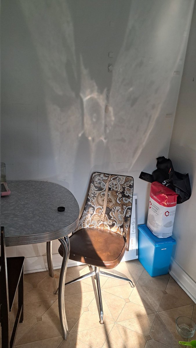 spoons738980's tweet image. I think im tripping because why does this look like a goldfish to me