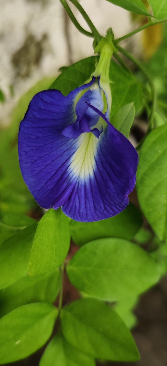 Blue and Green