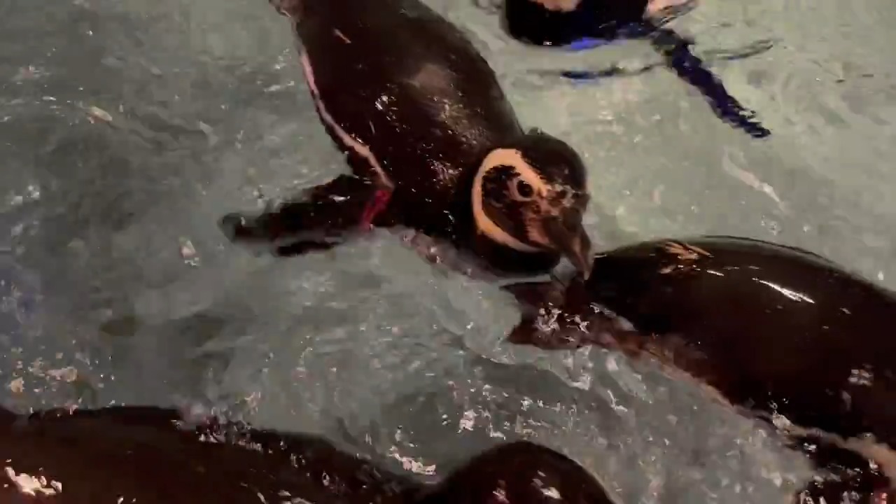すみだ水族館【公式】 on X: 