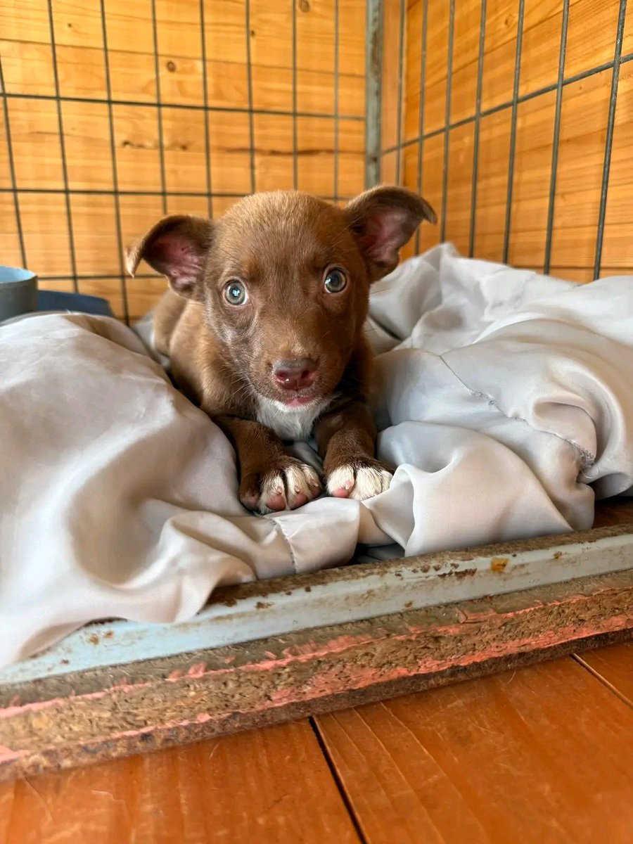 У притулку є чудо шоколадне. 
Неймовірно миле і грайливе.
Ну точно не місце їй у кліточці сидіти… 

Будь ласка візьміть її додому🙏
То така солодка малеча. 
Привезу куди зможу. 
Зі стерилізацією допоможу по віку!
Львів, Франківськ, інші міста!!!
0673258358 (вайбер, телеграм)