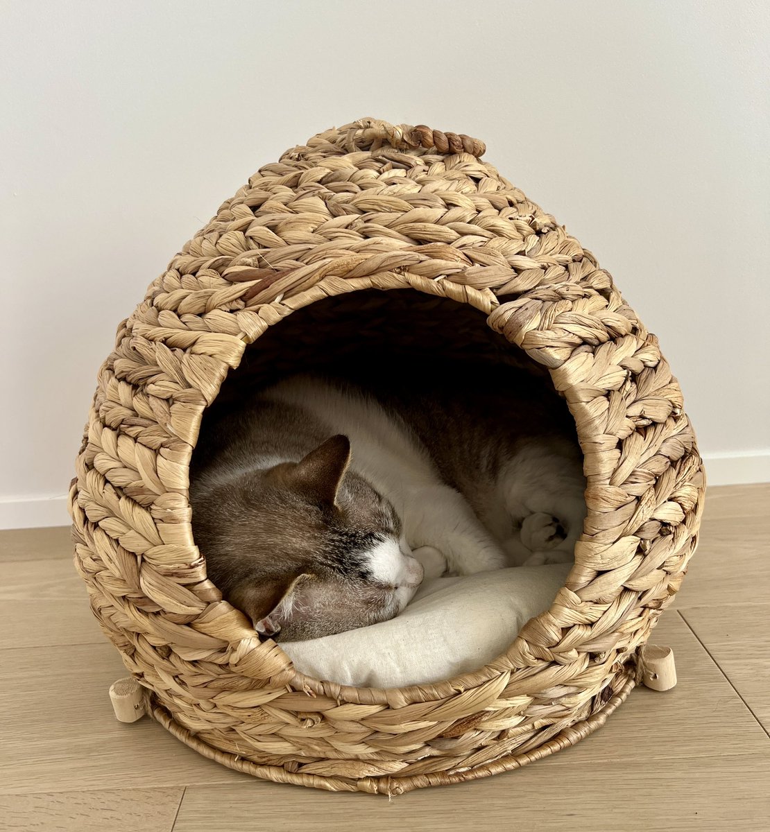 Image for the Tweet beginning: うちのにゃんこの寝顔😴

最近買ったベッドを気に入ってくれてスヤスヤ〜

この寝顔をずっとみてたい

#わたしの平和宣言 
