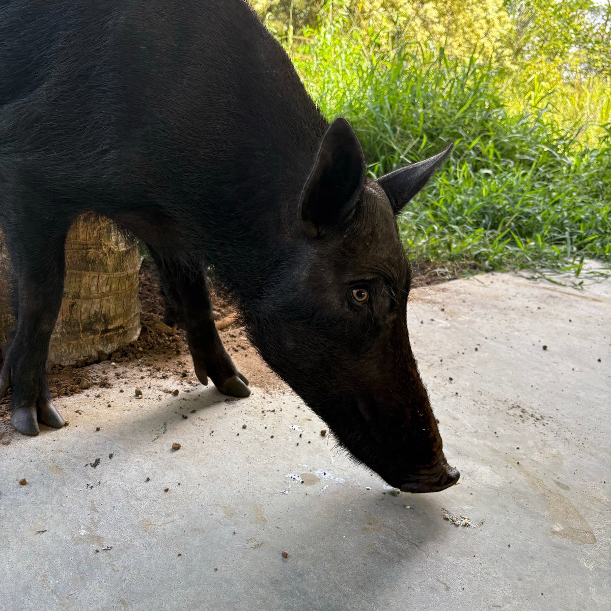 tao_lin's tweet image. Feral pig. She&apos;s my friend.