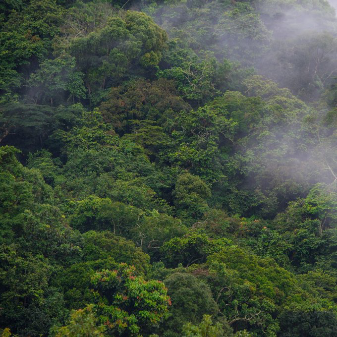 📚 #Publication | A new review of 26 forest restoration projects in Central Africa finds most relied on top-down approaches, exotic species &amp; lacked real community engagement.

Restoration works best when local people lead.

Read:🔗 bit.ly/4jxZVzo

#TreesPeoplePlanet