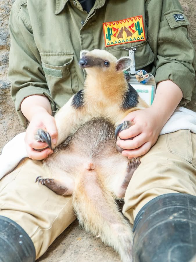 いくらなんでもこの座り方はかわいすぎるので微妙にピンぼけしてるけど載せたい

📷20250706 #伊豆シャボテン動物公園 #ミナミコアリクイ