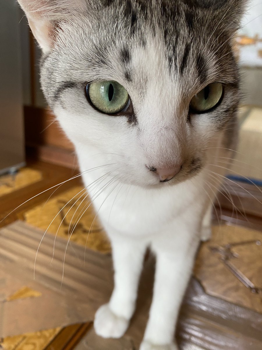 野良猫ギンタ (@rlixZaAmvw26814) / Posts / X