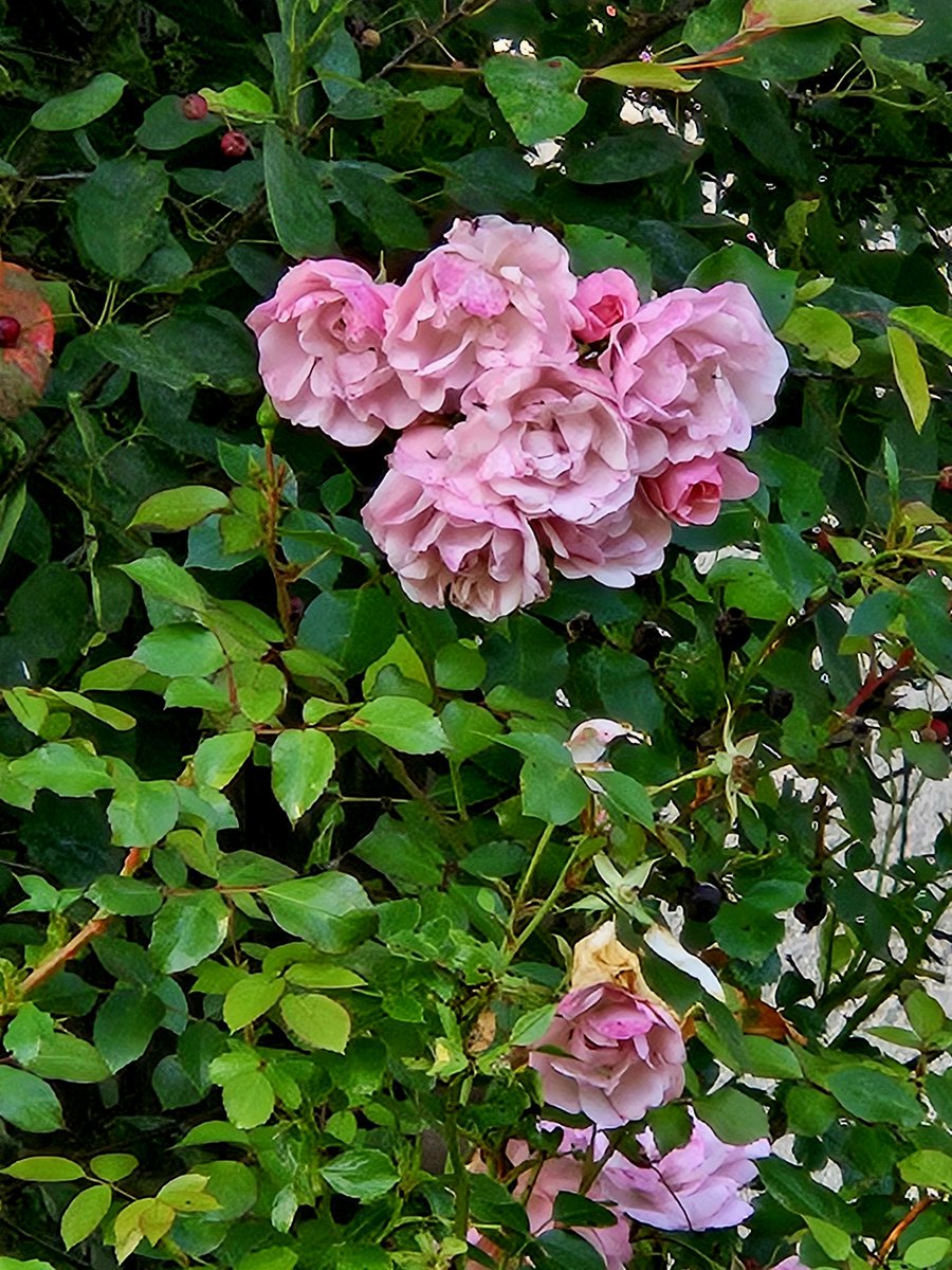 Bea23323's tweet image. DIENSTAG.
Liebe Grüße & die besten Wünsche... für einen schönen &
stressfreien Tag. 🍀☀️
Guten Morgen, meine Lieben!👋
So erstmal ne Kaffee ☕️ und dann ab zum Dienst 😷
