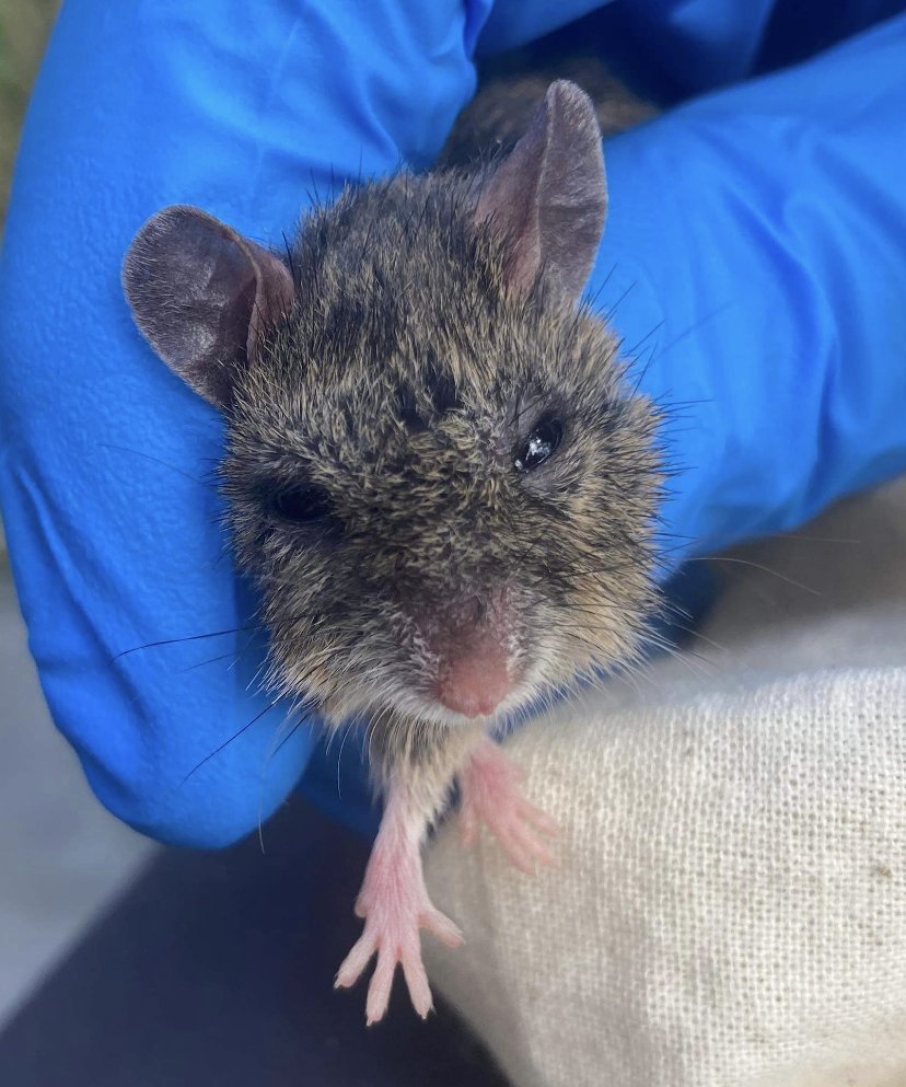 Did you know that here <a href="/unisqaus/">University of Southern Queensland</a> we now have the UniSQ Wildlife Association? 🐨🌱
Are you passionate about protecting Australia's wildlife and building a career in the conservation industry? 
To find out more: 
campus.hellorubric.com/?s=10435# 
or email unisqwildlifeassociation@gmail.com