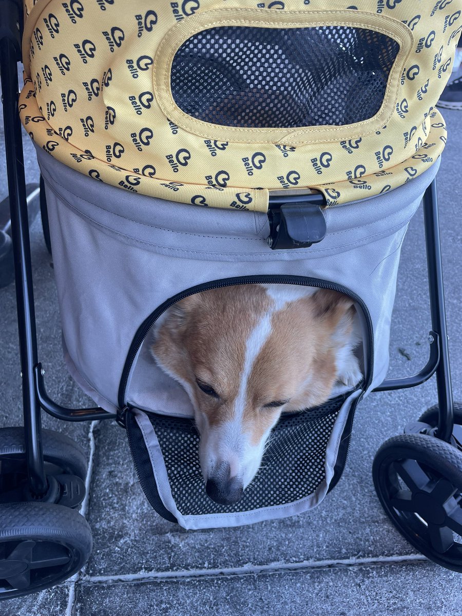 AnaTheCorgi's tweet image. Boring😔
#CorgiCrew