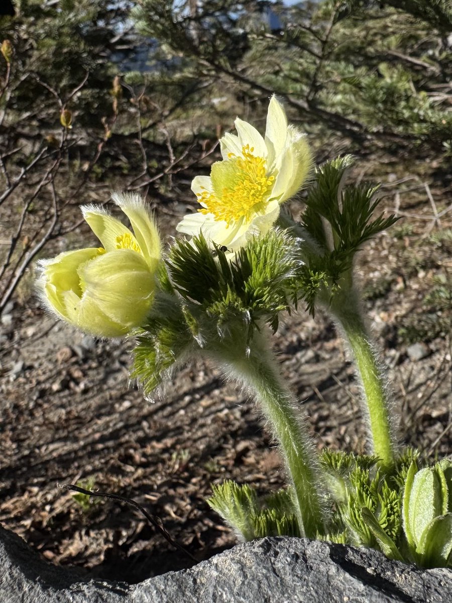 nico_glsm's tweet photo. レーニア山国立公園で咲いていたお花🌼
逞しくてカワイイ！高山植物。
毛むくじゃらなお花。寒さ対策なのかなぁ？ https://t.co/k4mmHWrJri