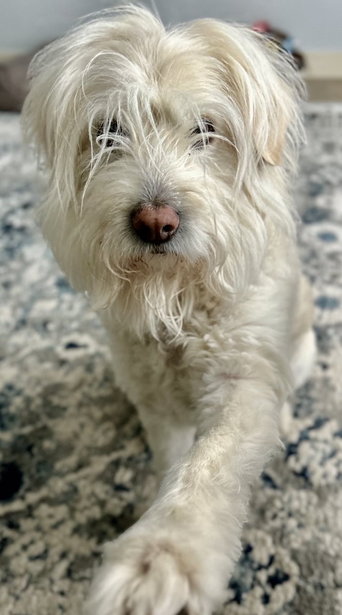 My sweet little awesome buddy the amazing Mr Finn Lee 
#photo #photography #dog #pet #friend #photographer #pose #picoftheday #photooftheday