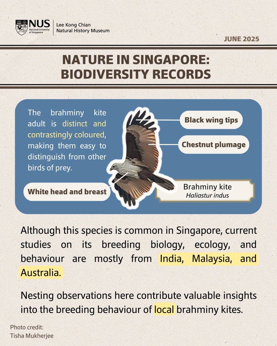 lkcnhm's tweet image. [NiS BioD Records] Nesting observations of brahminy kites in Singapore! 
 
🔗 Read more in our latest #biodiversity records: lkcnhm.nus.edu.sg/publications/n…
